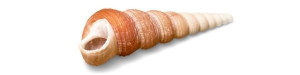 Website Banners 1200 x 300 (8)